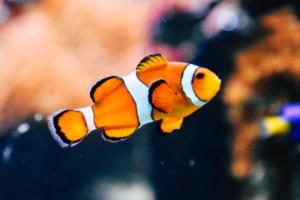 C罗，在西甲的传奇人生c罗与西甲联赛